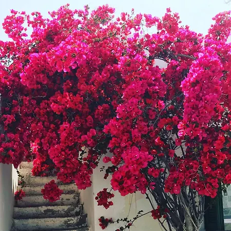 Lejlighed Margarita Antiparos